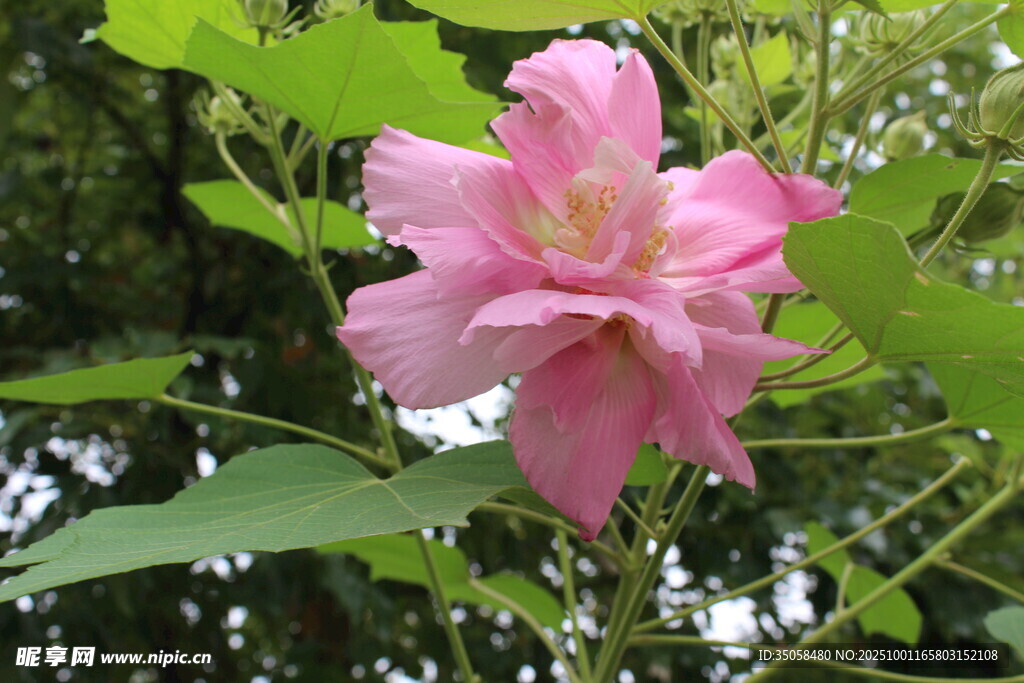 木芙蓉