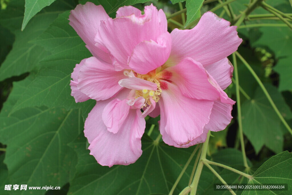 木芙蓉