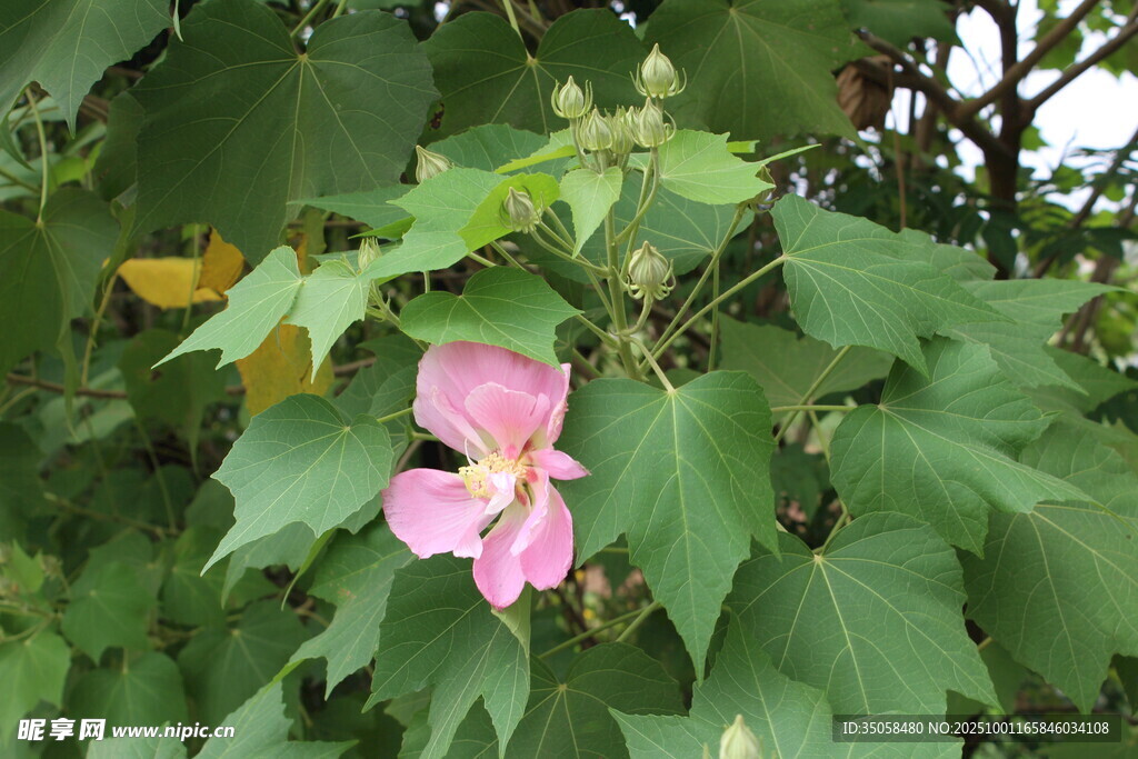 木芙蓉