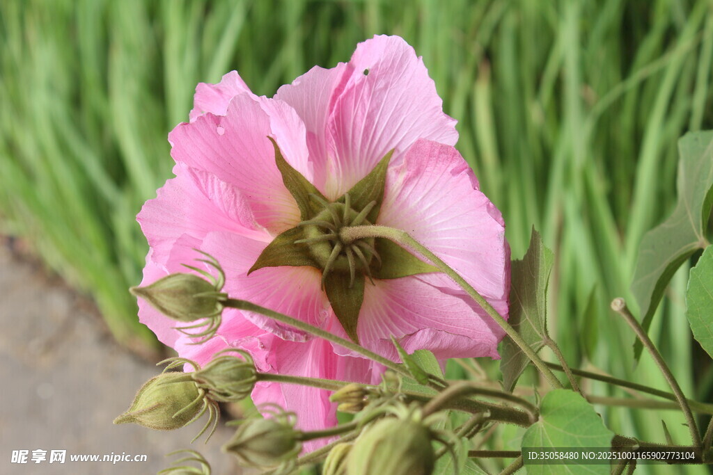 木芙蓉