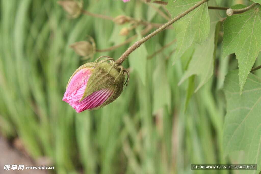 木芙蓉