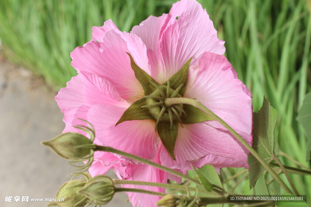 木芙蓉