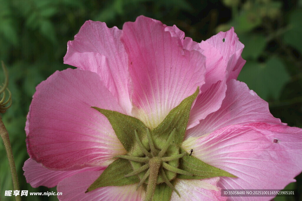 木芙蓉