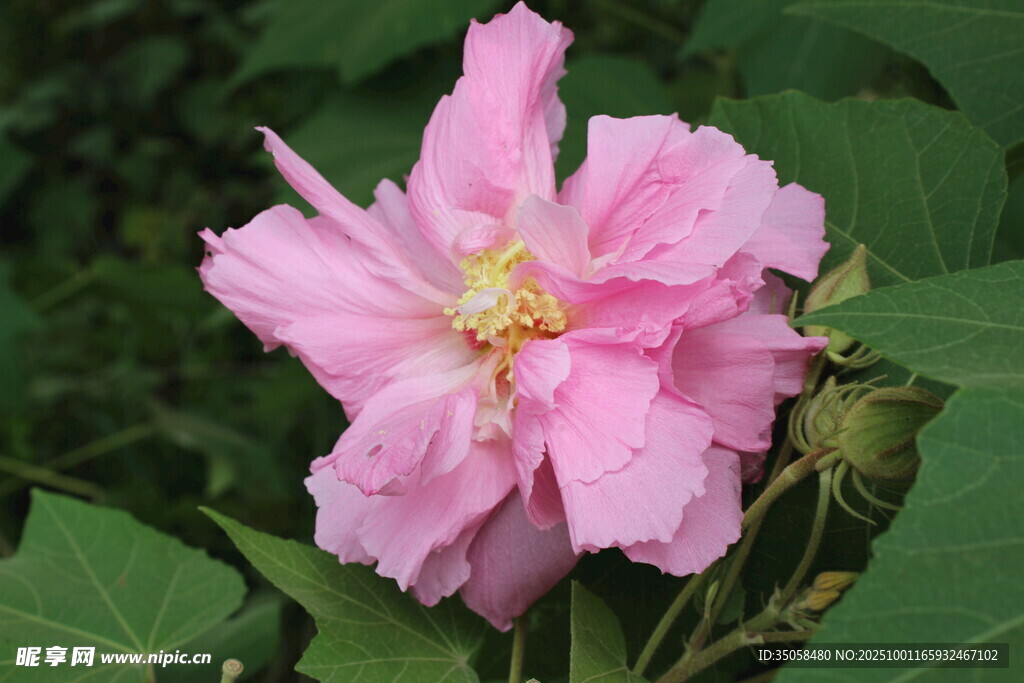 木芙蓉