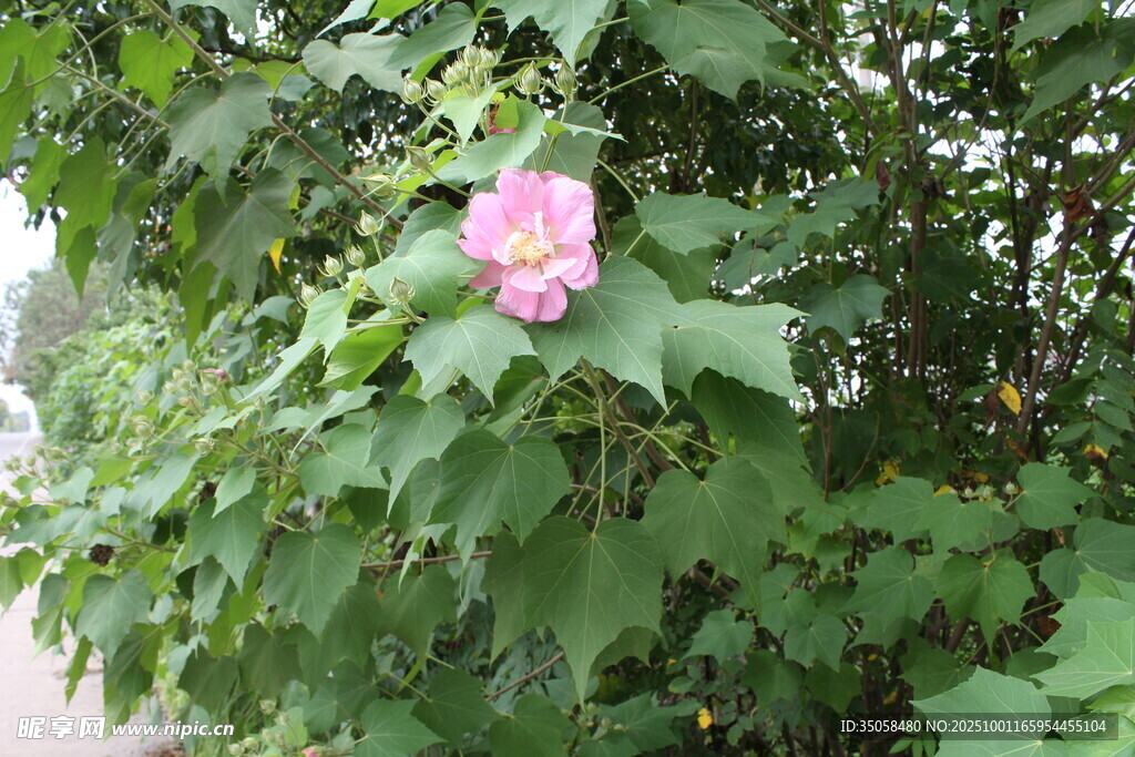 木芙蓉
