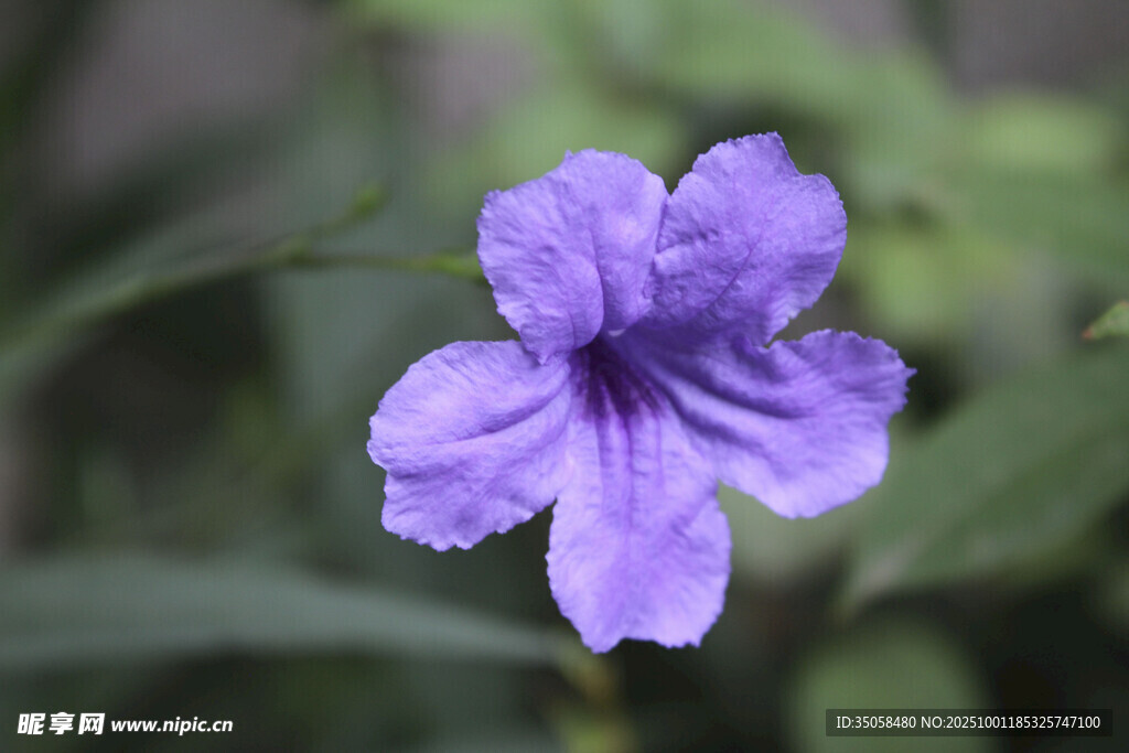 蓝花草
