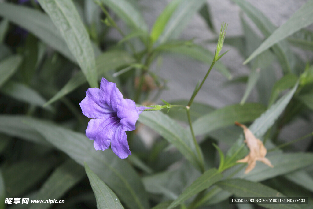 蓝花草