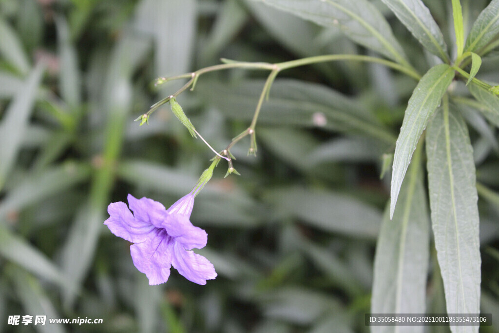 蓝花草