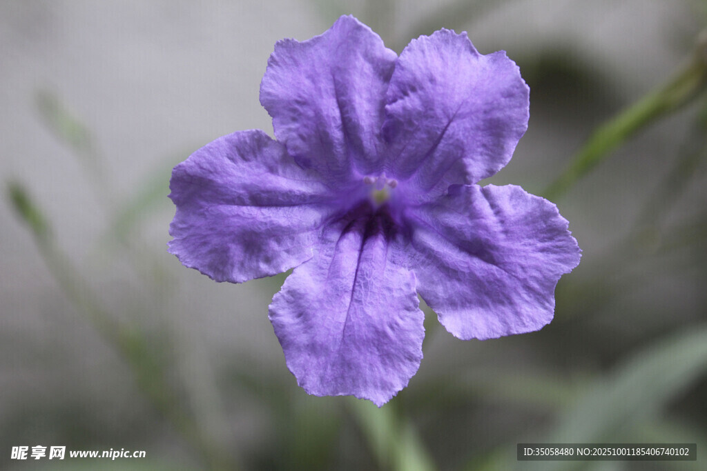 蓝花草
