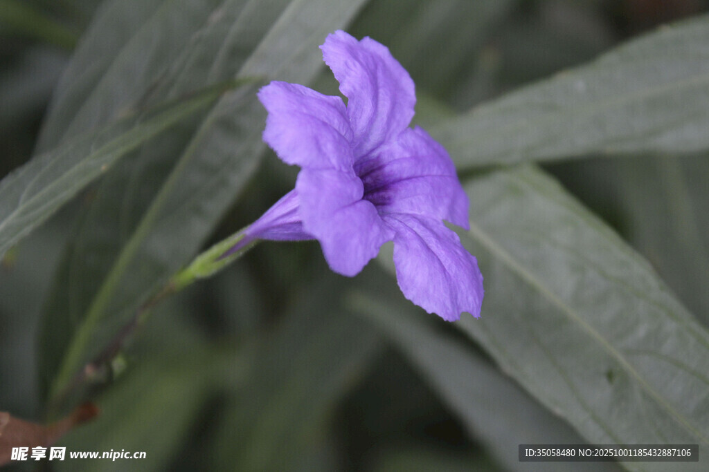 蓝花草