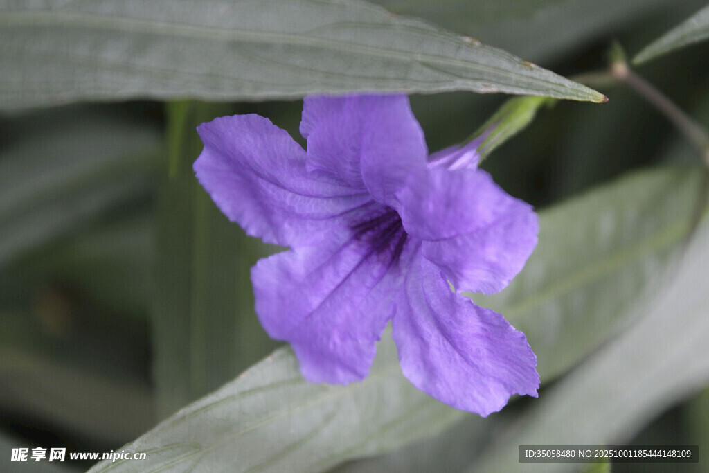 蓝花草