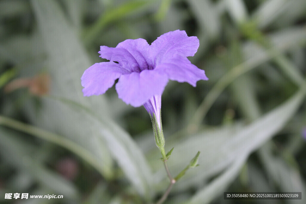 蓝花草