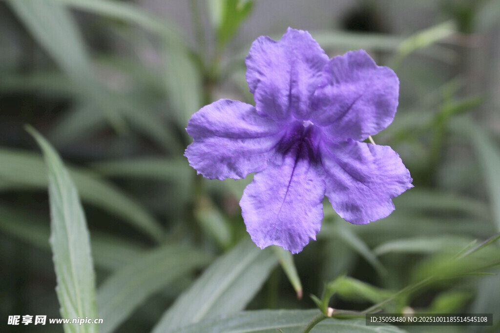 蓝花草