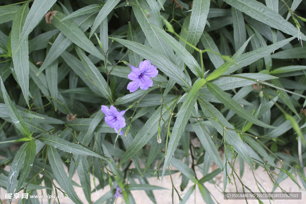 蓝花草