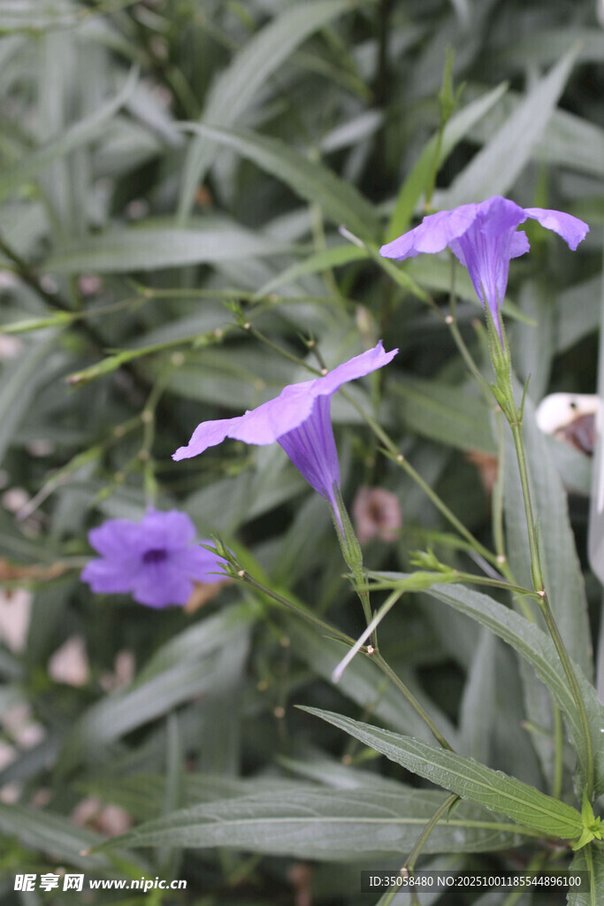 蓝花草