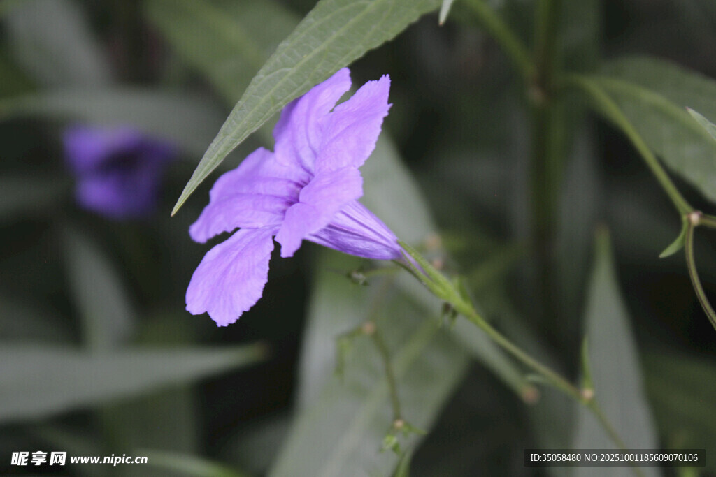 蓝花草