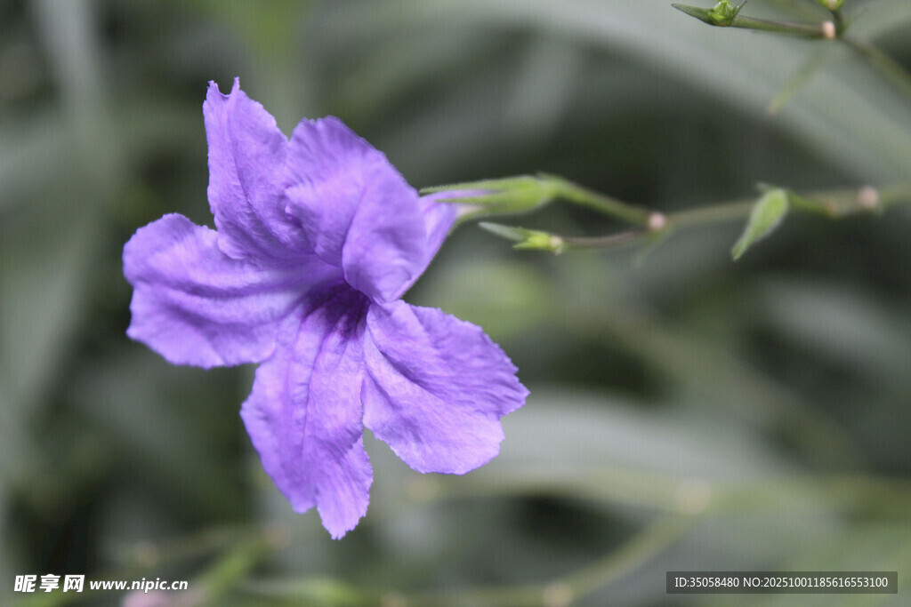 蓝花草