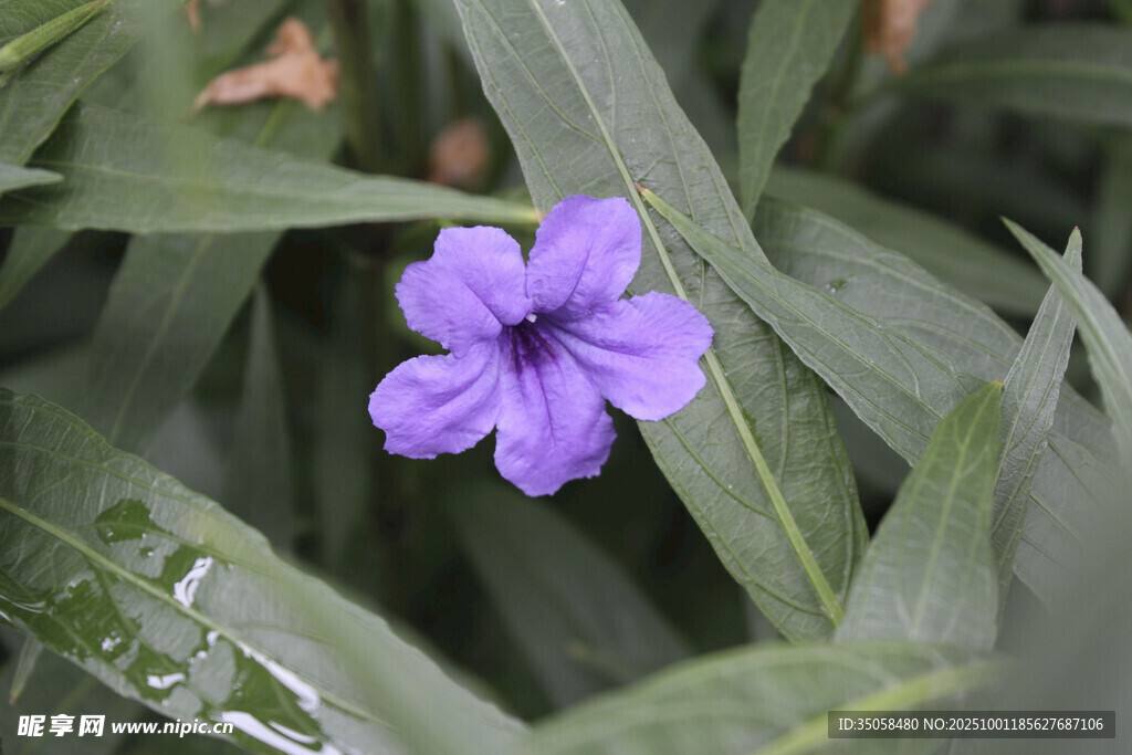 蓝花草