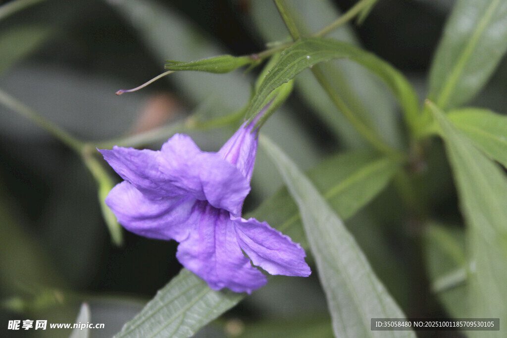 蓝花草