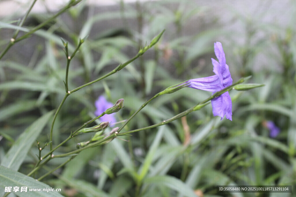 蓝花草