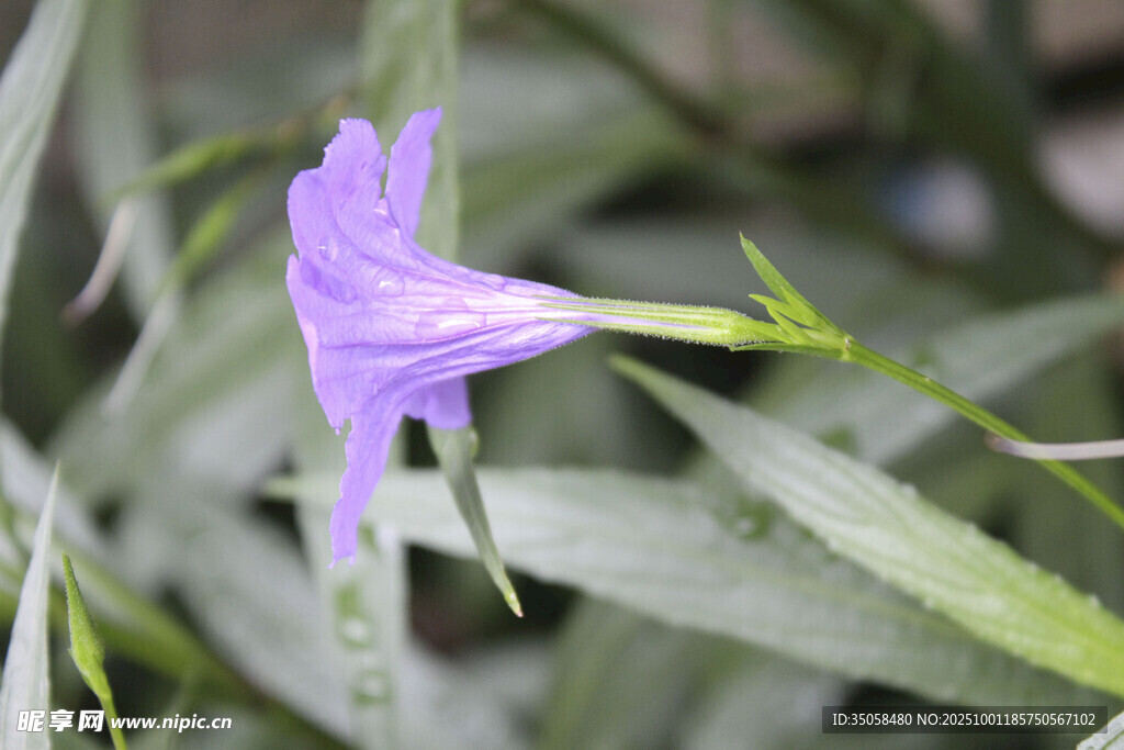 蓝花草