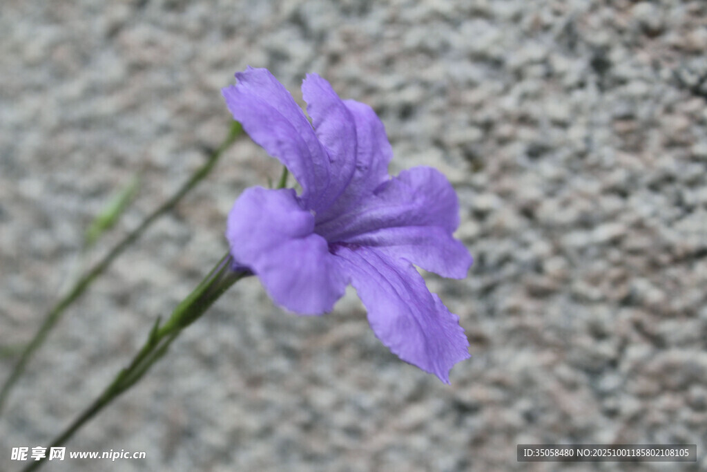 蓝花草