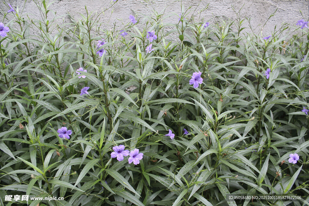 蓝花草