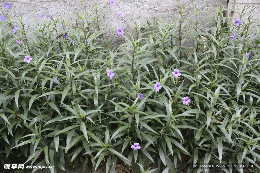 蓝花草