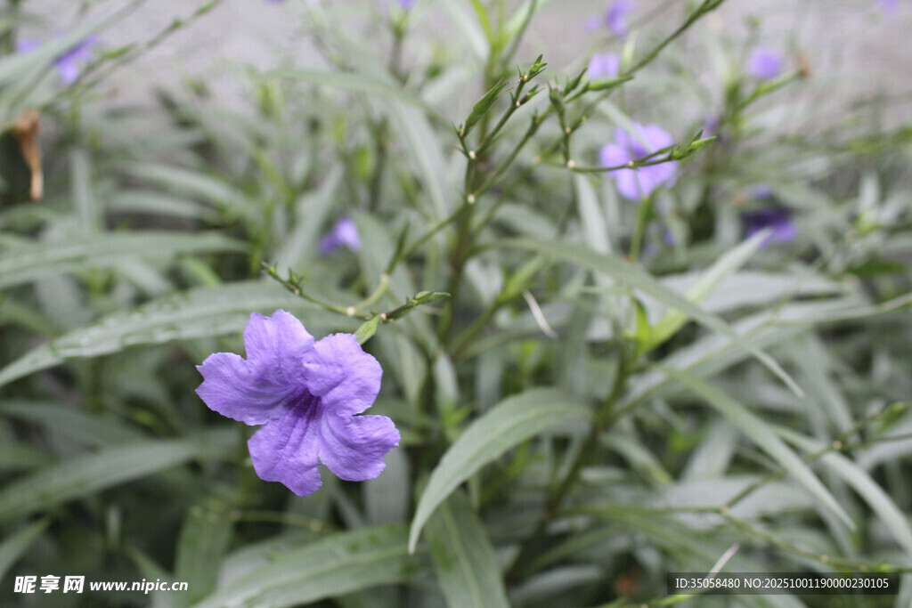 蓝花草