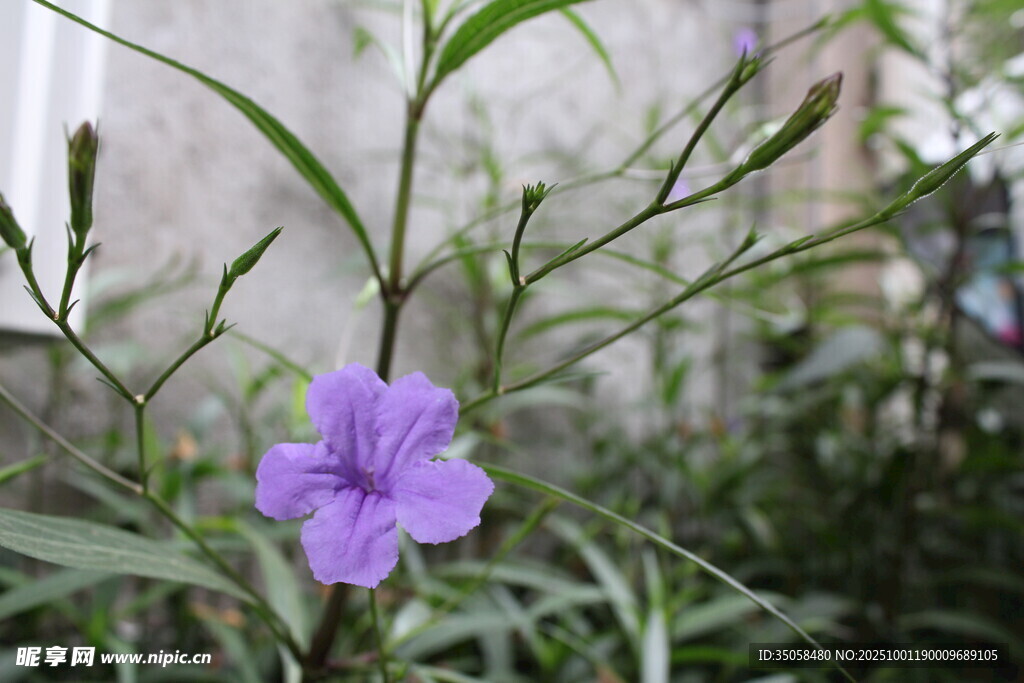 蓝花草