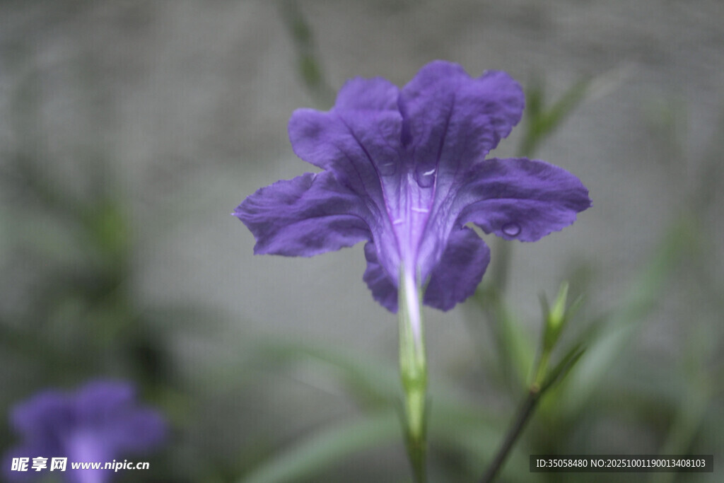 蓝花草