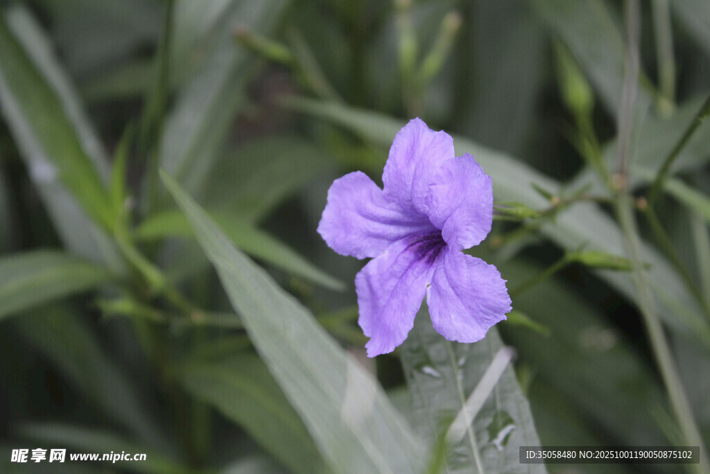 蓝花草