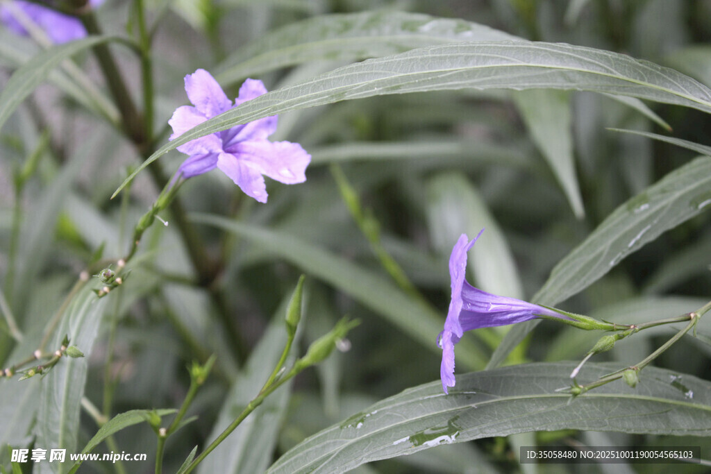 蓝花草