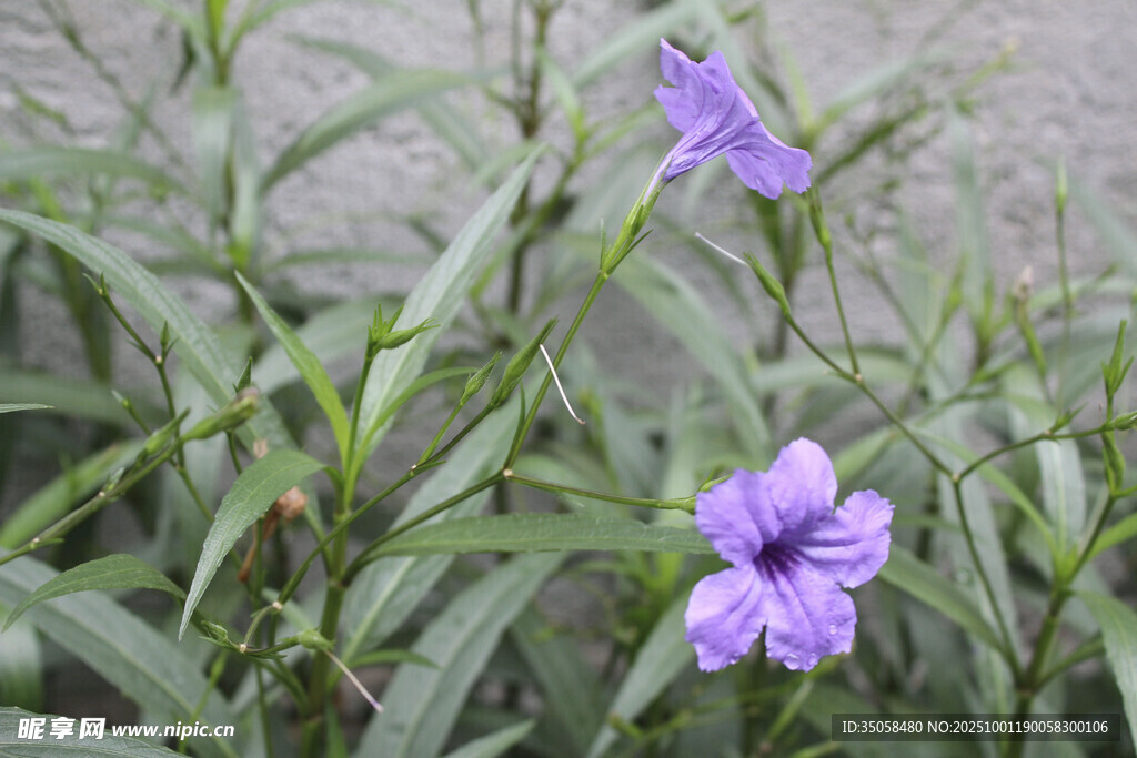 蓝花草