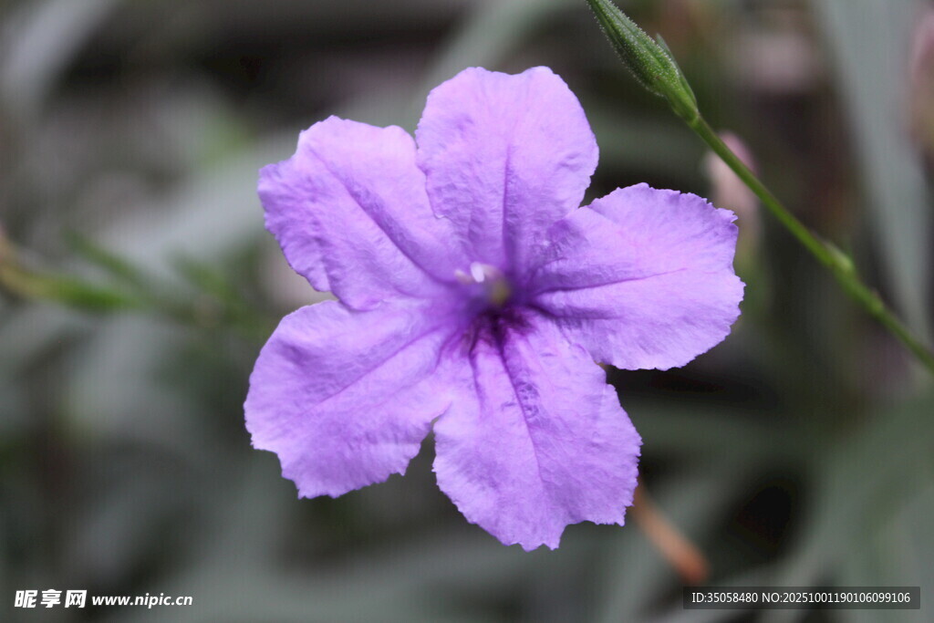 蓝花草