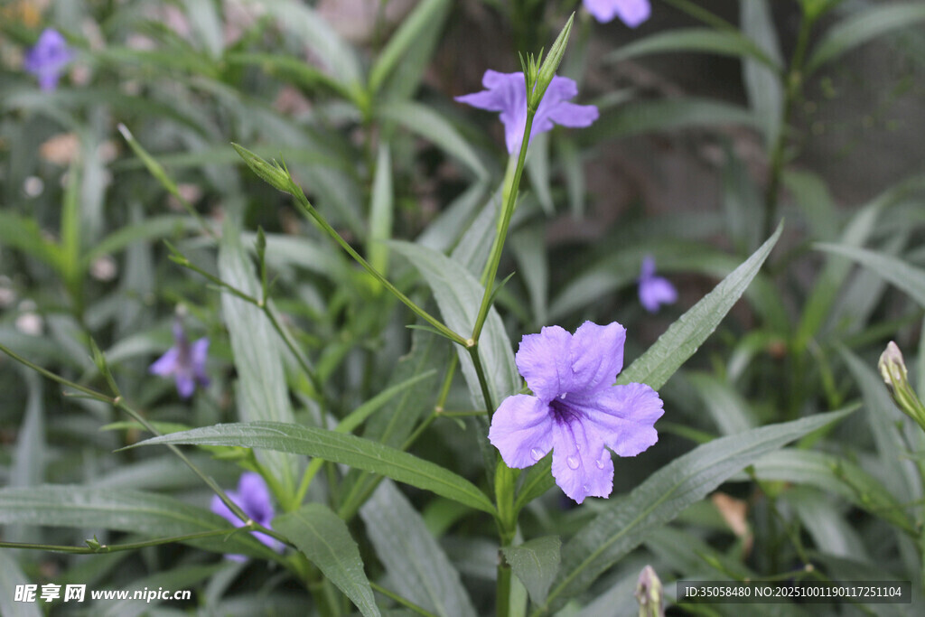 蓝花草