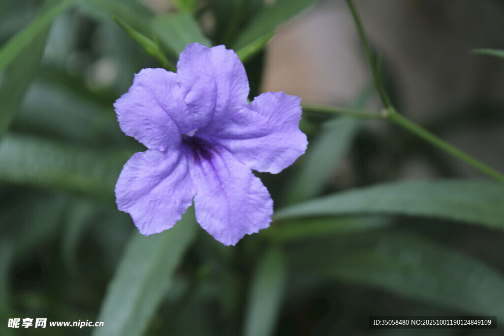 蓝花草