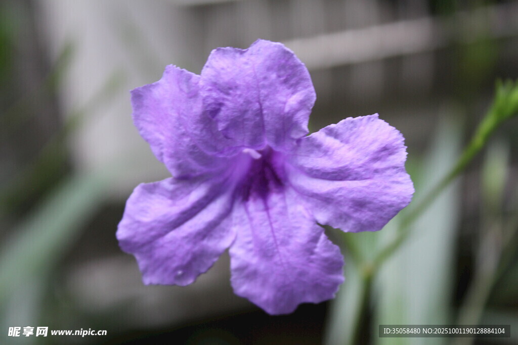 蓝花草