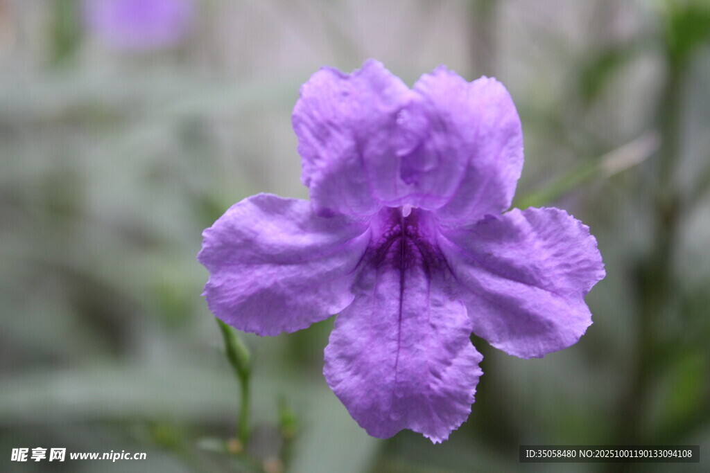 蓝花草