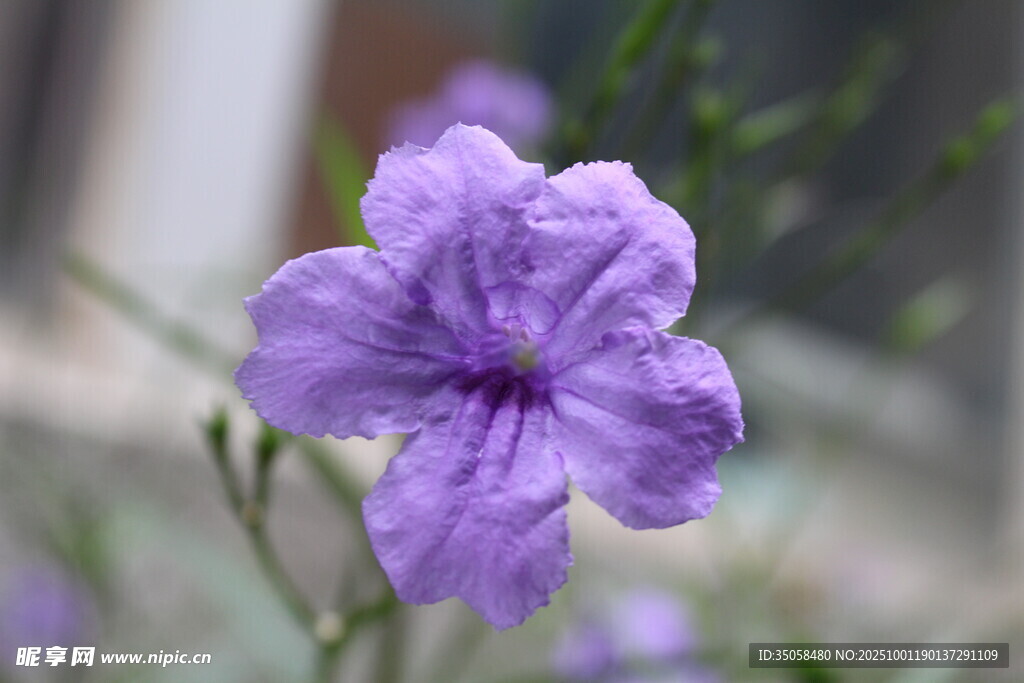 蓝花草