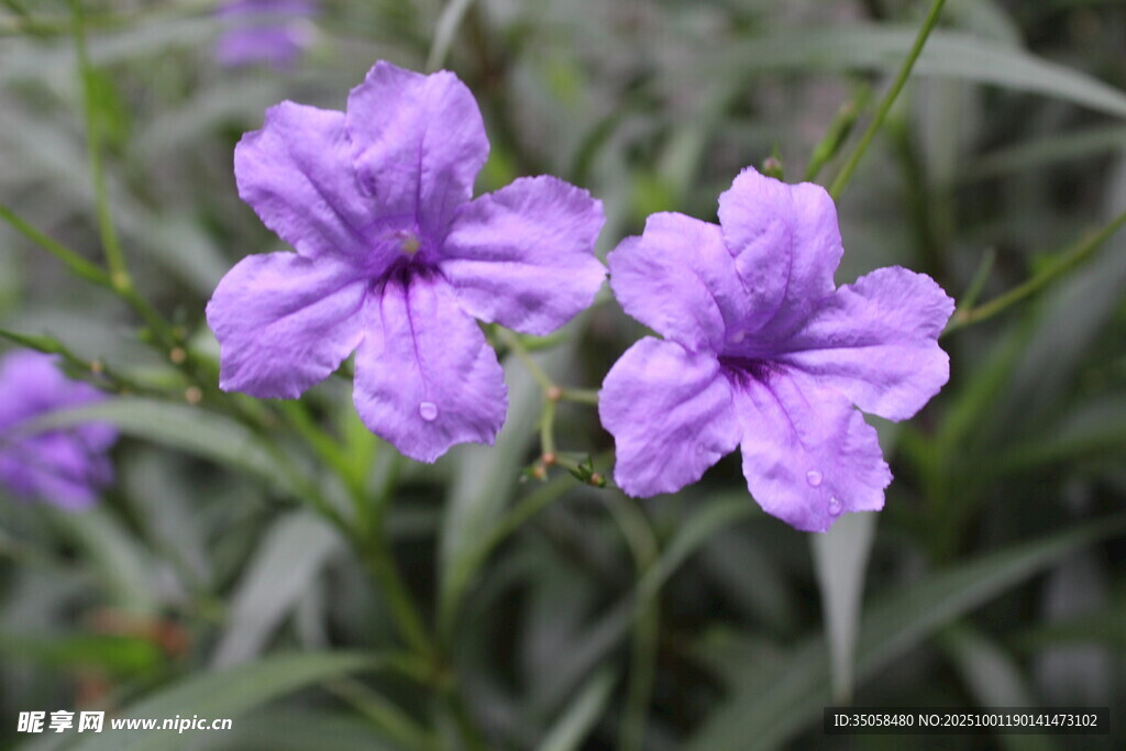 蓝花草