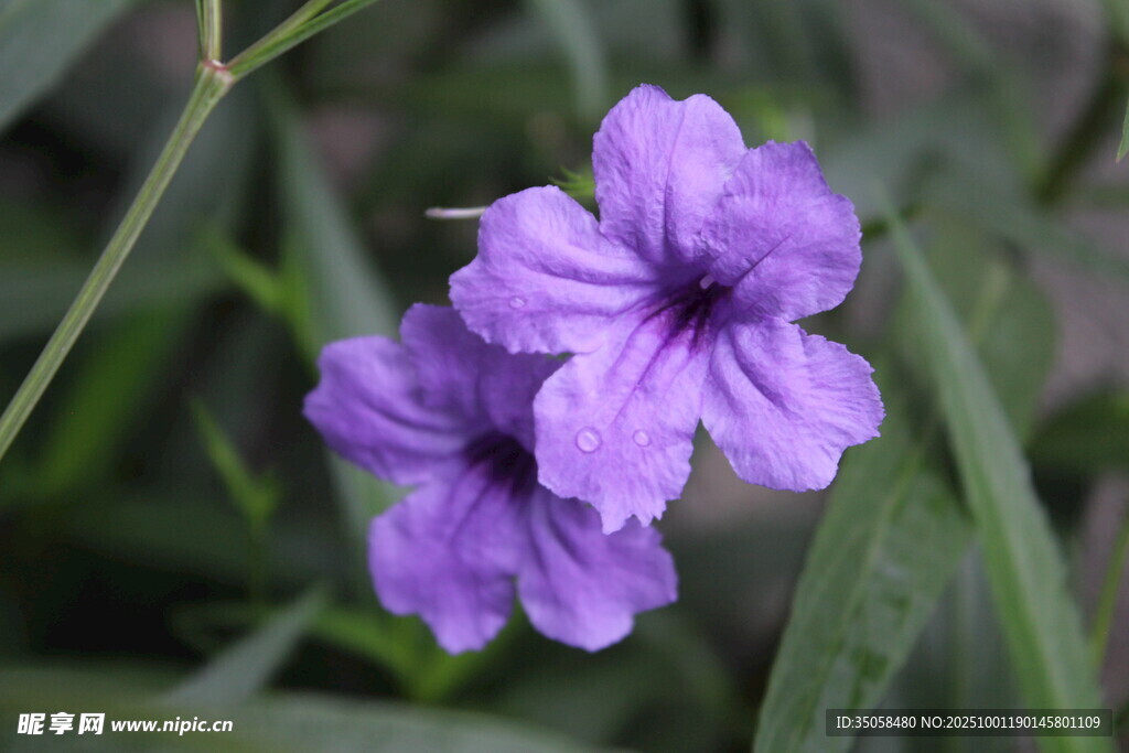 蓝花草