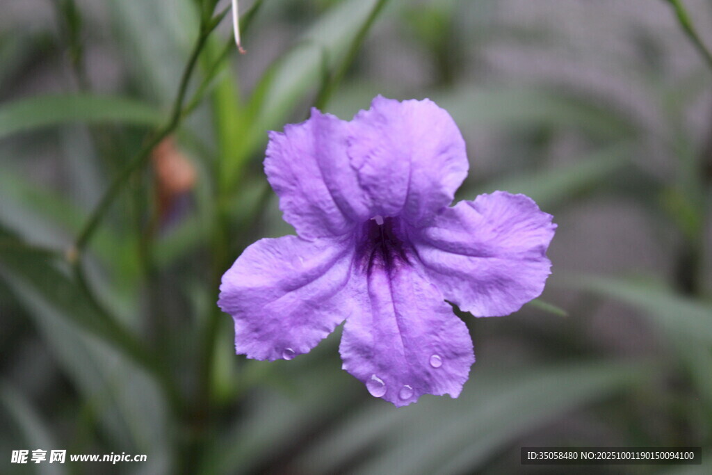 蓝花草