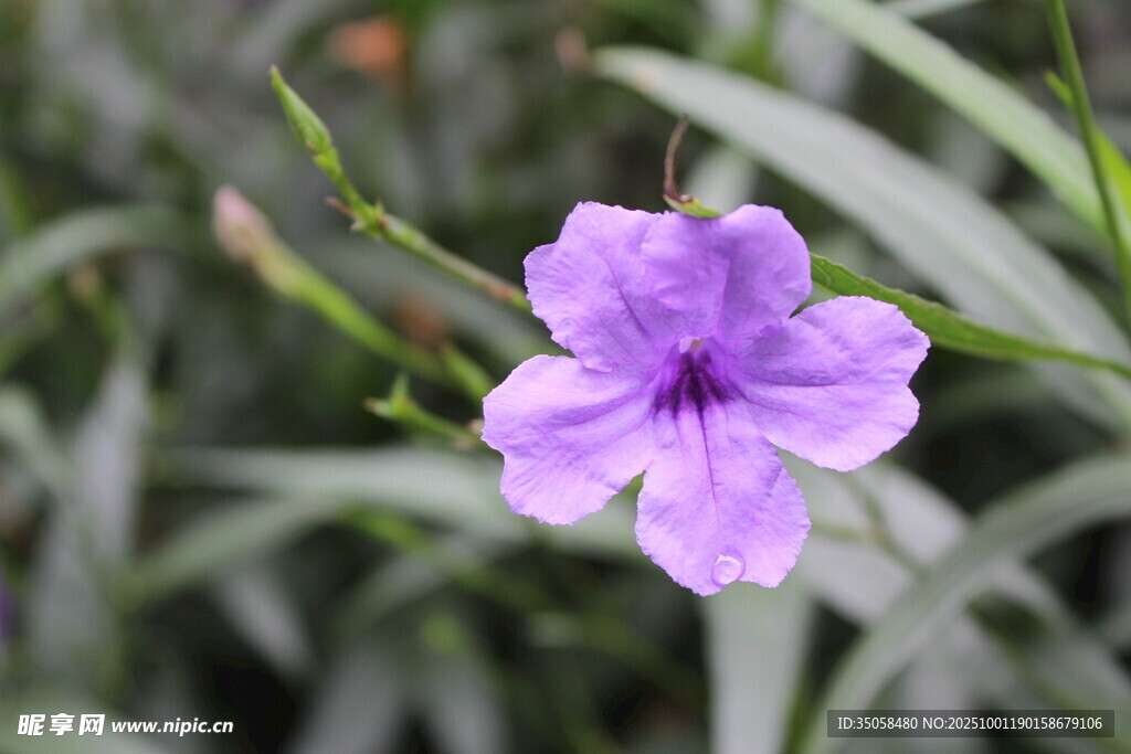 蓝花草