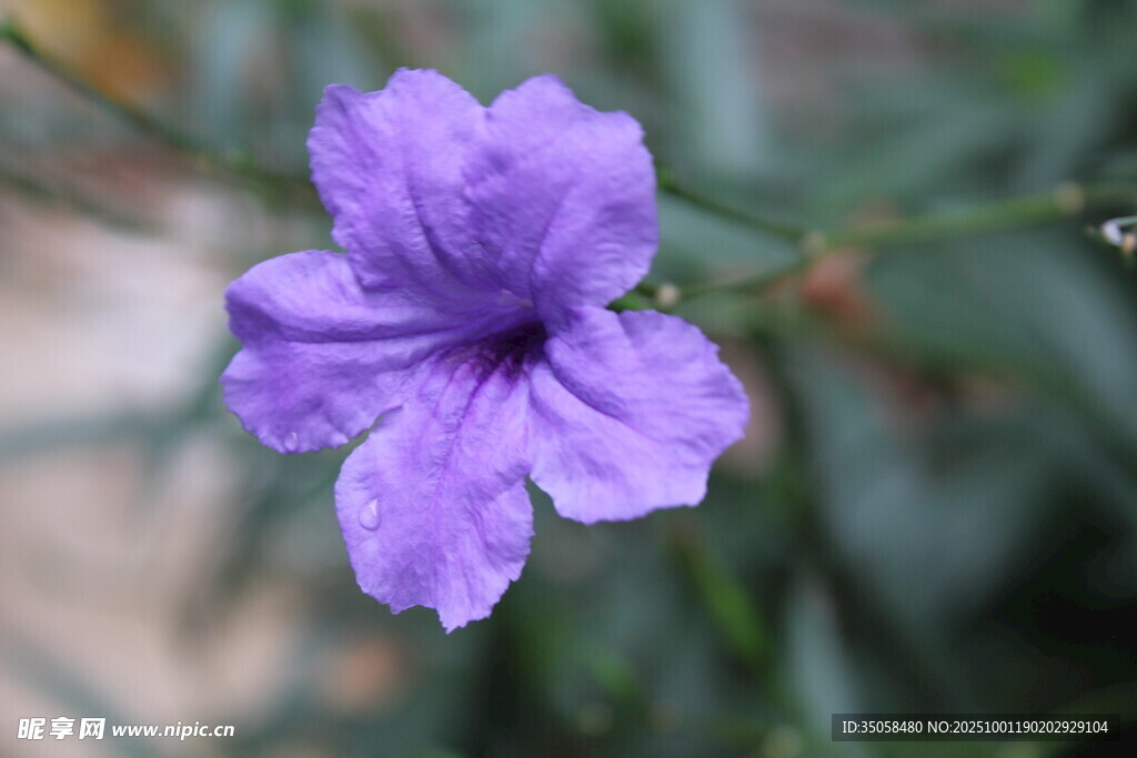 蓝花草