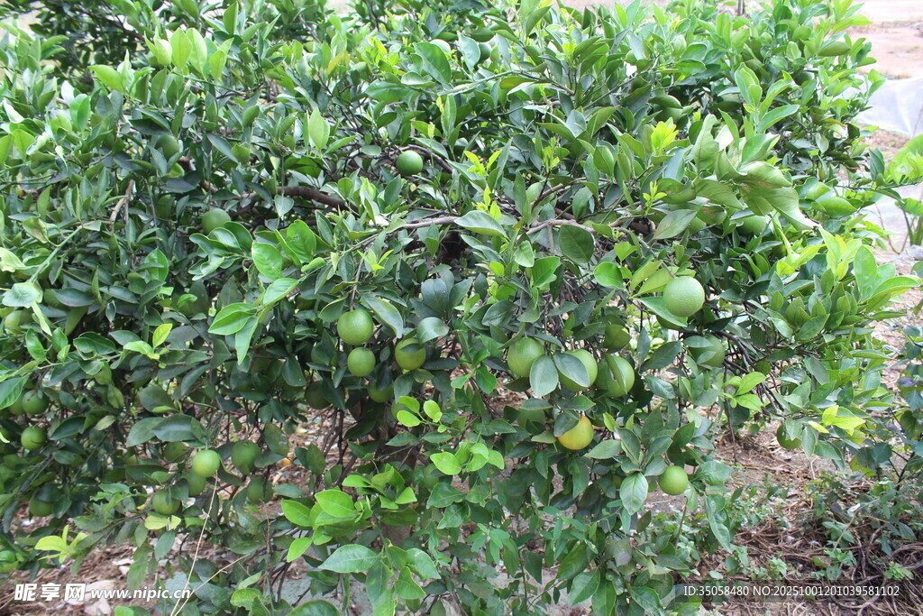 甜橙树
