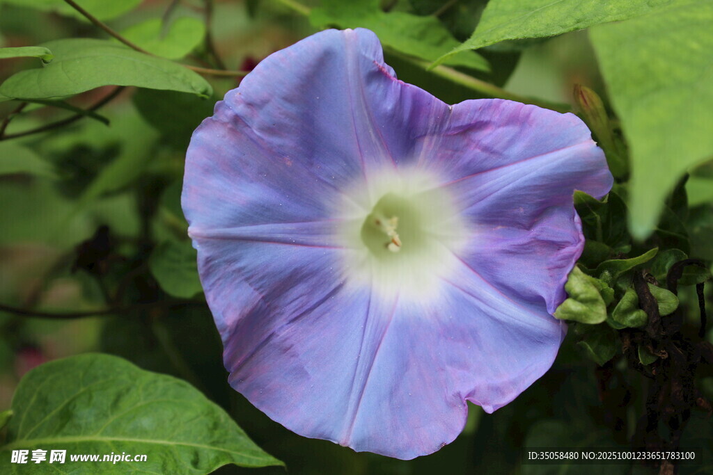 牵牛花 