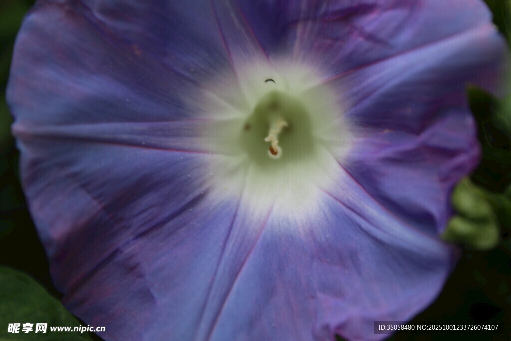 牵牛花