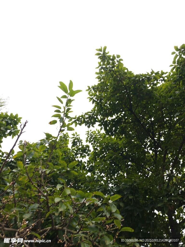 绿叶繁茂的树梢景象