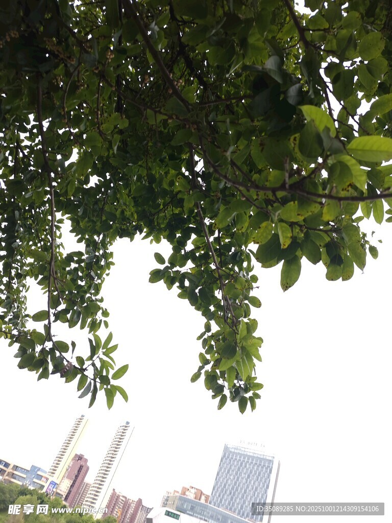 绿叶下的城市天际线